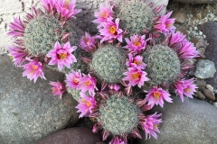 Pink Hedgehog Cactus