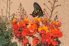 Butterfly and Mexican Bird of Paradise