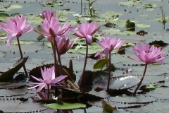 Light Pink Water Lillies