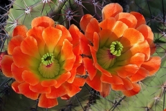 Double Orange Cactus Flowers