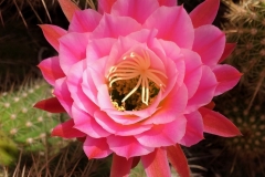 Single Pink Cactus Flower