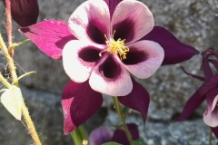 5 Petal Light Pink- Dark Purple Flower