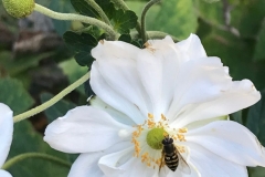 White Flower With Bee