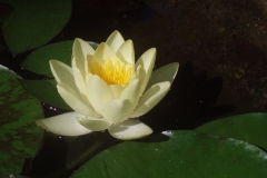 Single White Water Lilly