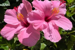 Pink-Flower
