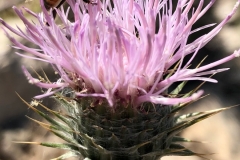 lavendar-flower