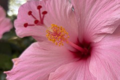 pink-flower2