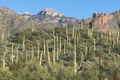 Sabino Canyon Landscape