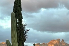 Mountain-Cactus