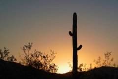 Single Saguaro Silhouette at Sabino Canyon