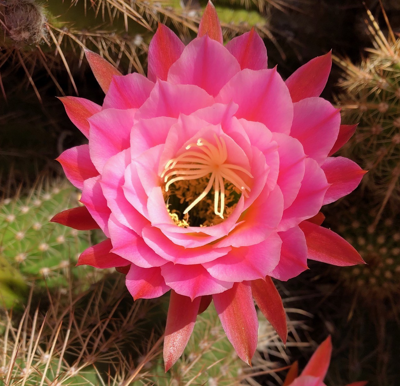 Lista 93+ Foto Planta Tipo Cactus Con Flor Rosa El último